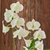 White Dendrobium Orchid Garden In 5" Ceramic Cachepot