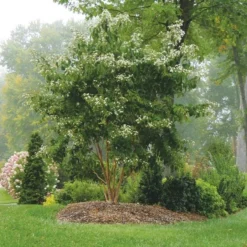 Heptacodium Miconioides Temple Of Bloom® 9 Heptacodium Miconioides Temple Of Bloom® -Tree Bower Sales x600 20056