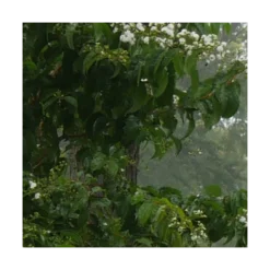 Heptacodium Miconioides Temple Of Bloom® 10 Heptacodium Miconioides Temple Of Bloom® -Tree Bower Sales x600 20057