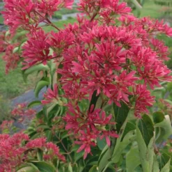 Heptacodium Miconioides Temple Of Bloom® 12 Heptacodium Miconioides Temple Of Bloom® -Tree Bower Sales x600 20060