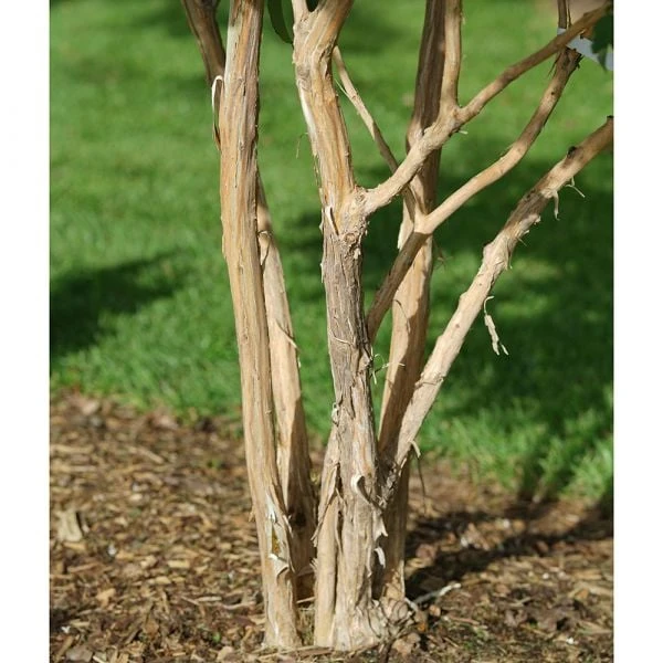 Heptacodium Miconioides Temple Of Bloom® 7 Heptacodium Miconioides Temple Of Bloom® - Image 7