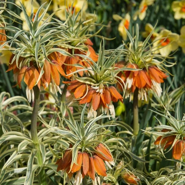 Fritillaria Imperialis 'Aureomarginata' 3 Fritillaria Imperialis 'Aureomarginata' - Image 3
