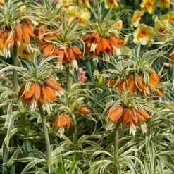 Fritillaria Imperialis 'Aureomarginata' 9 Fritillaria Imperialis 'Aureomarginata' -Tree Bower Sales x600 20125