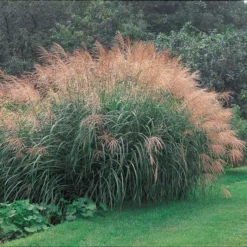 Ornamental Grass: Miscanthus Sinensis 'Silver Feather' 9 Ornamental Grass: Miscanthus Sinensis 'Silver Feather' -Tree Bower Sales x600 20147