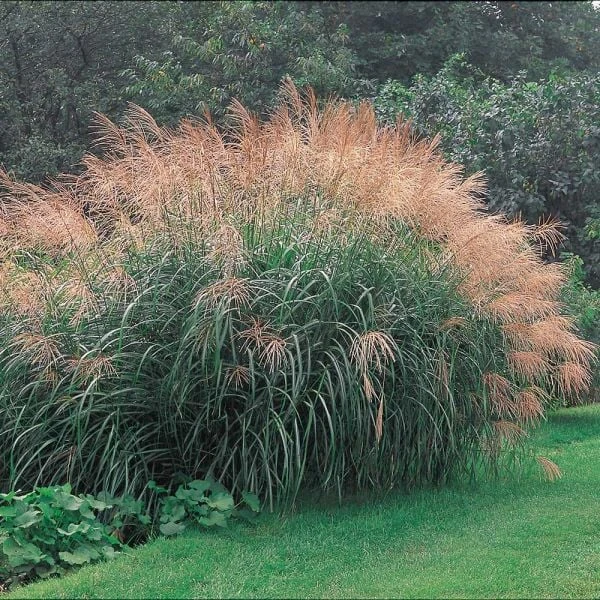 Ornamental Grass: Miscanthus Sinensis 'Silver Feather' 5 Ornamental Grass: Miscanthus Sinensis 'Silver Feather' - Image 5