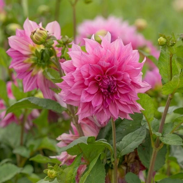Dahlia 'Café Au Lait Rosé' 3 Dahlia 'Café Au Lait Rosé' - Image 3