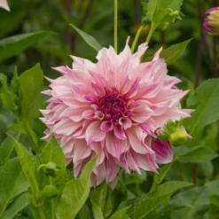 Dahlia 'Café Au Lait Royal' -Tree Bower Sales x600 20169