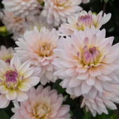 Dahlia 'Diana's Memory' -Tree Bower Sales x600 20179