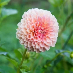 Dahlia 'Linda's Baby' -Tree Bower Sales x600 20185