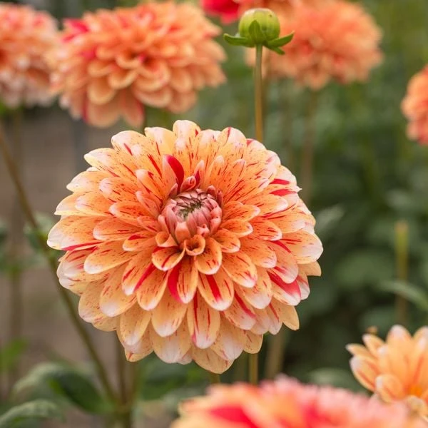 Dahlia 'Striped Nagano' 2 Dahlia 'Striped Nagano' - Image 2