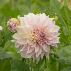 Dahlia 'Café Au Lait' -Tree Bower Sales x600 20189