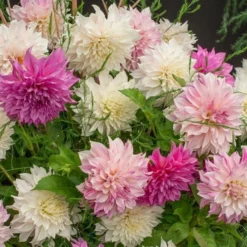 Café Au Lait Trio 9 Café Au Lait Trio -Tree Bower Sales x600 20192