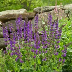 Salvia X Sylvestris 'May Night' 9 Salvia X Sylvestris 'May Night' -Tree Bower Sales x600 20215