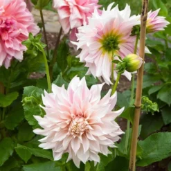 Dahlia 'Café Au Lait' -Tree Bower Sales x600 20398