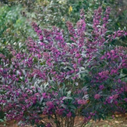 Callicarpa Pearl Glam® -Tree Bower Sales x600 20411