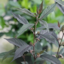 Callicarpa Pearl Glam® -Tree Bower Sales x600 20412