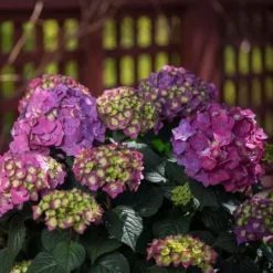 Hydrangea Macrophylla Endless Summer® Summer Crush® -Tree Bower Sales x600 20434