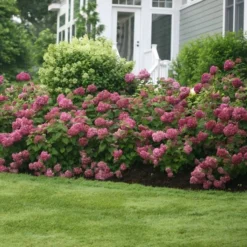Hydrangea Arborescens Invincibelle Mini Mauvette® 7 Hydrangea Arborescens Invincibelle Mini Mauvette® -Tree Bower Sales x600 20442