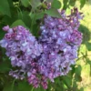 Syringa X Hyacinthiflora Scentara® Double Blue