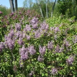 Syringa X Hyacinthiflora Scentara® Double Blue -Tree Bower Sales x600 20463