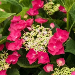 Hydrangea Macrophylla Cherry Explosion -Tree Bower Sales x600 20475