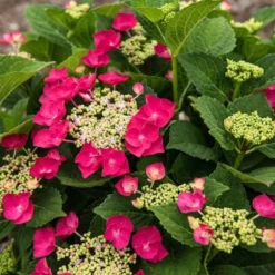 Hydrangea Macrophylla Cherry Explosion -Tree Bower Sales x600 20476
