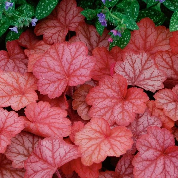 Four Of A Kind Heuchera 2 Four Of A Kind Heuchera - Image 2