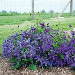 Clematis Sapphire Indigo™ -Tree Bower Sales x600 20491 1