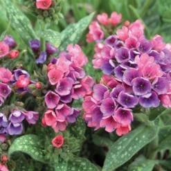 Pulmonaria 'Raspberry Splash' -Tree Bower Sales x600 20497