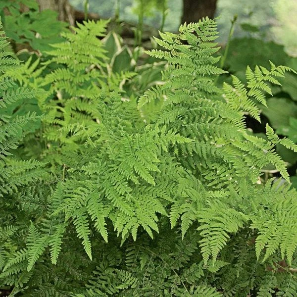 Athyrium Filix-femina - Lady Fern 1 Athyrium Filix-femina - Lady Fern