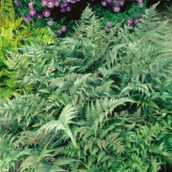 Athyrium Niponicum Var. Pictum - Japanese Painted Fern -Tree Bower Sales x600 20526