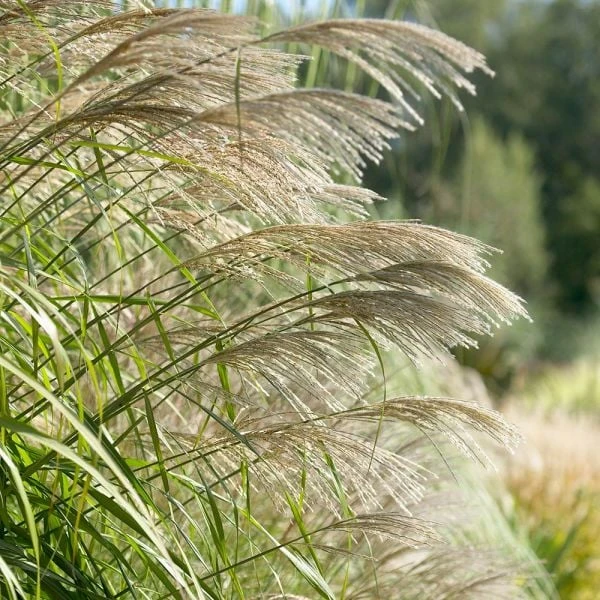 Ornamental Grass: Miscanthus Sinensis 'Silver Feather' 3 Ornamental Grass: Miscanthus Sinensis 'Silver Feather' - Image 3
