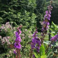 Liatris Ligulistylis -Tree Bower Sales x600 20545