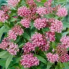Asclepias Incarnata 'Cinderella'