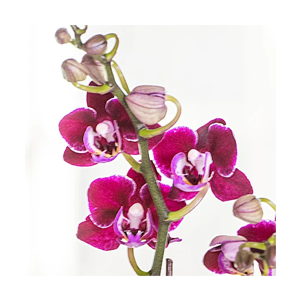 Deep Red Mini Moth Orchids In Ceramic Cachepot 2 Deep Red Mini Moth Orchids In Ceramic Cachepot - Image 2