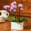 Purple-and-white Mini Moth Orchids In Ceramic Cachepot