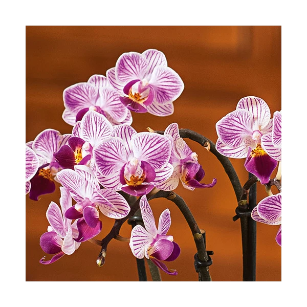 Purple-and-white Mini Moth Orchids In Ceramic Cachepot 2 Purple-and-white Mini Moth Orchids In Ceramic Cachepot - Image 2