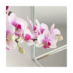 Blush White Compact Moth Orchids In 5" Ceramic Cachepot 5 Blush White Compact Moth Orchids In 5" Ceramic Cachepot -Tree Bower Sales x600 20863