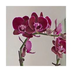 Burgundy Compact Moth Orchids In 5" Ceramic Cachepot 5 Burgundy Compact Moth Orchids In 5" Ceramic Cachepot -Tree Bower Sales x600 20864