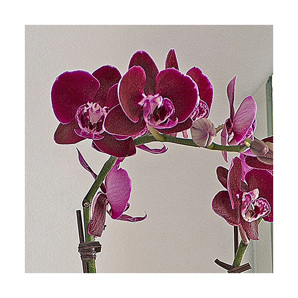 Burgundy Compact Moth Orchids In 5" Ceramic Cachepot 3 Burgundy Compact Moth Orchids In 5" Ceramic Cachepot - Image 3