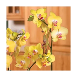 Yellow Moth Orchid In 5" White Ceramic Cachepot 5 Yellow Moth Orchid In 5" White Ceramic Cachepot -Tree Bower Sales x600 20866