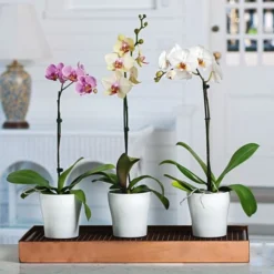 White Moth Orchid In 5" White Ceramic Cachepot -Tree Bower Sales x600 20889 1