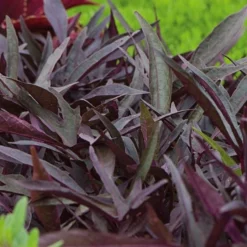 Pollinator Pleaser Annual Collection 10 Pollinator Pleaser Annual Collection -Tree Bower Sales x600 20995