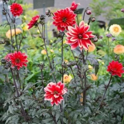 Dahlia 'Bishop Of Llandaff' 8 Dahlia 'Bishop Of Llandaff' -Tree Bower Sales x600 21097