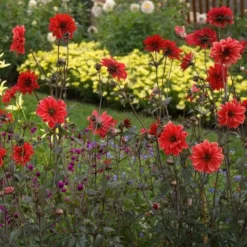 Dahlia 'Bishop Of Llandaff' 10 Dahlia 'Bishop Of Llandaff' -Tree Bower Sales x600 21099