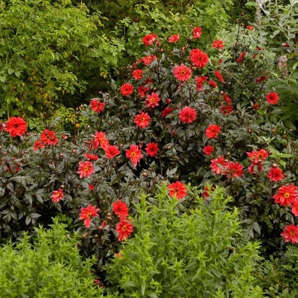 Dahlia 'Bishop Of Llandaff' 6 Dahlia 'Bishop Of Llandaff' - Image 6