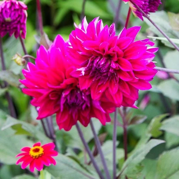 Dahlia 'Engelhardt's Matador' 2 Dahlia 'Engelhardt's Matador' - Image 2