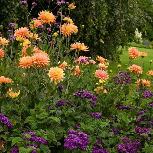 Dahlia 'Karma Corona' 2 Dahlia 'Karma Corona' - Image 2