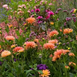 Dahlia 'Karma Corona' 7 Dahlia 'Karma Corona' -Tree Bower Sales x600 21110