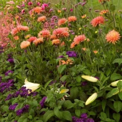 Dahlia 'Karma Corona' 8 Dahlia 'Karma Corona' -Tree Bower Sales x600 21111